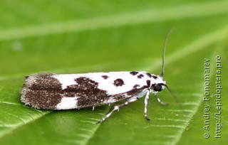 Ethmia quadrillella