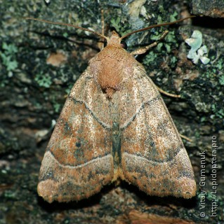 Cosmia trapezina