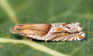 Ancylis comptana