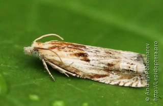 Eucosma cana