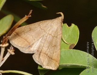 Zanclognatha lunalis