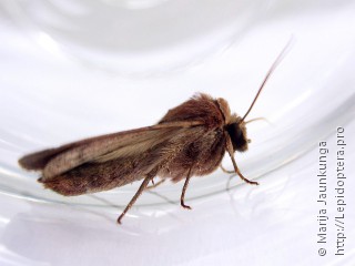 Xestia xanthographa