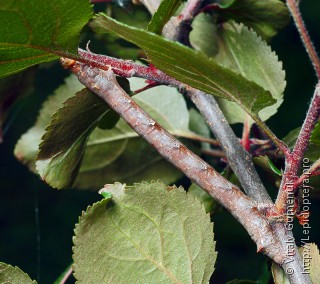 Colotois pennaria