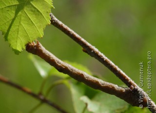 Lepidoptera