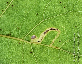 Личинка  Stigmella trimaculella