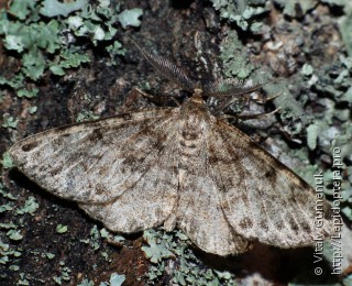 Deileptenia ribeata