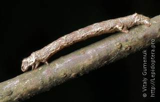 Ectropis crepuscularia