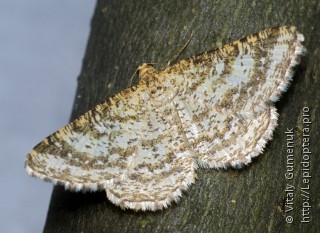 Имаго  (Heliomata glarearia)