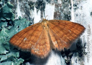 Idaea serpentata