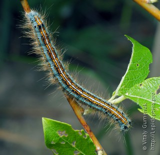 Malacosoma neustria