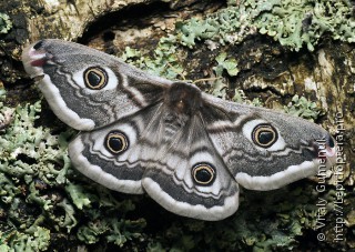 Saturnia pavonia