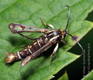 Pyropteron triannuliformis