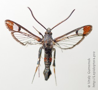 Synanthedon formicaeformis