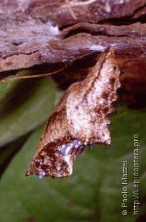 Argynnis paphia