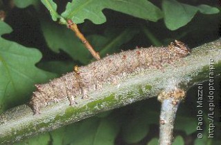 Личинка  (Catocala dilecta)