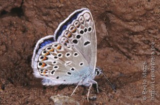 Самец  Polyommatus escheri