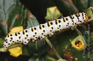 Cucullia scrophulariae