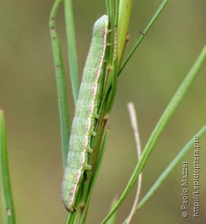 Cucullia xeranthemi