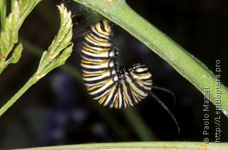 Danaus plexippus