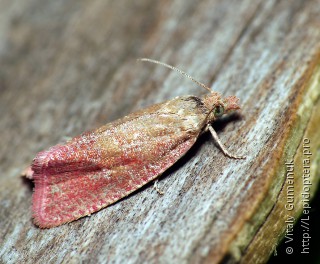 Celypha rosaceana