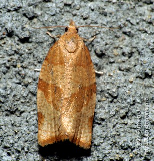 Pandemis cerasana