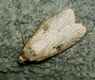 Agonopterix ocellana