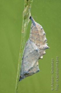 Nymphalis xanthomelas