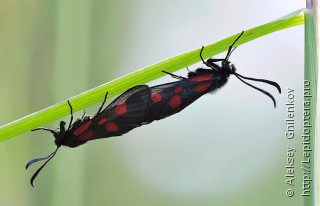 Zygaena filipendulae