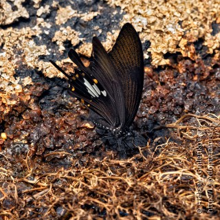 Имаго  Papilio iswara
