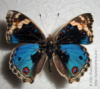 Junonia orithya