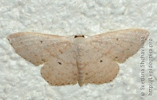 Lepidoptera