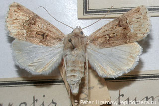 Agrotis bigramma