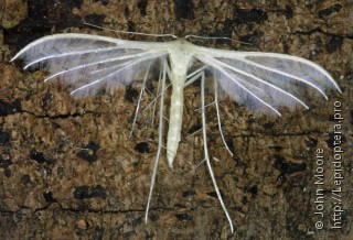 Pterophorus tridactyla