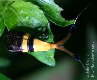Самка  Nemophora paradisea