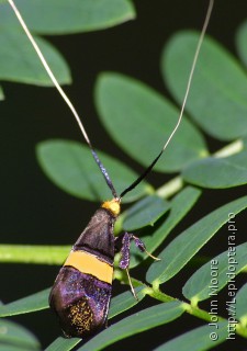 Самец  Nemophora paradisea