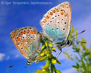 Polyommatus icarus