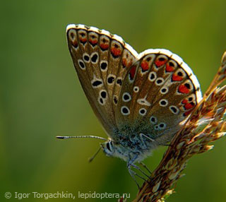 Polyommatus bellargus