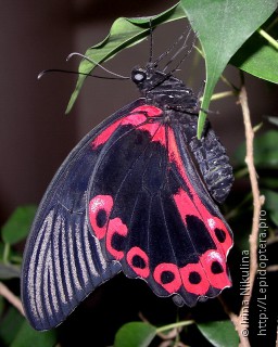 Papilio rumanzovia
