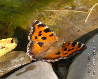 Nymphalis xanthomelas