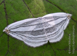 Acropteris iphiata