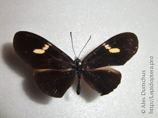 Eueides heliconioides