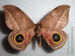 Hemileucinae