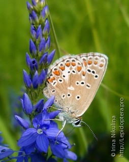 Aricia artaxerxes