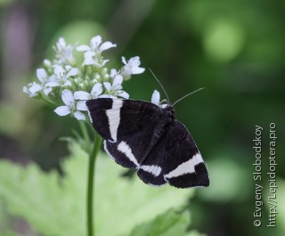 Leucomelas juvenilis