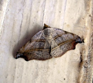 Laspeyria flexula