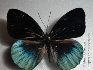 Eunica chlororhoa