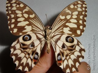 Papilio erithonioides