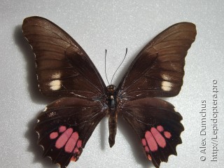Имаго  Papilio anchisiades