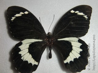 Имаго  Papilio tydeus