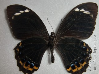 Имаго  Papilio tydeus